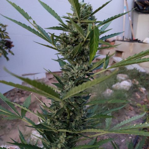Bruce Banner XXL Auto growlog timeline photo