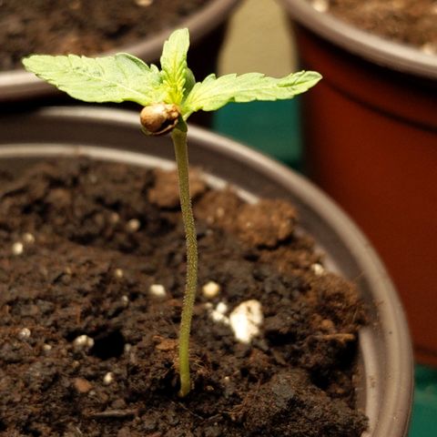 Orion F1 #1 growlog timeline photo