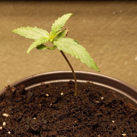 Orion F1 #2 growlog timeline photo
