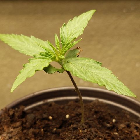 Orion F1 #2 growlog timeline photo