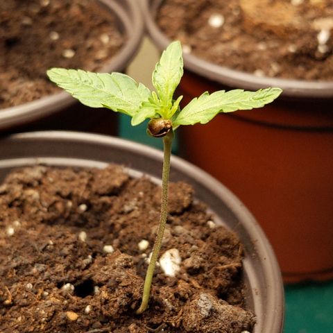 Orion F1 #1 growlog timeline photo
