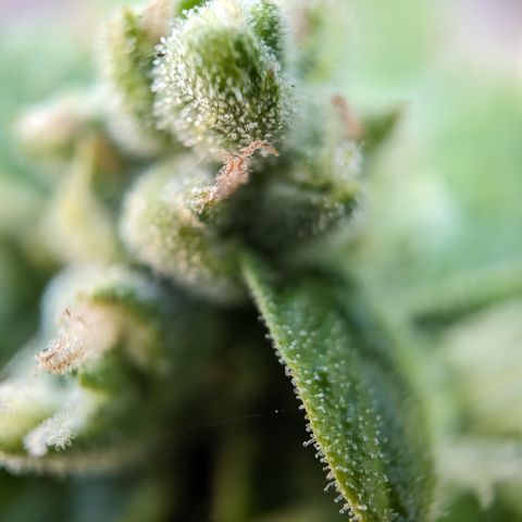 Super Skunk Autoflower growlog timeline photo