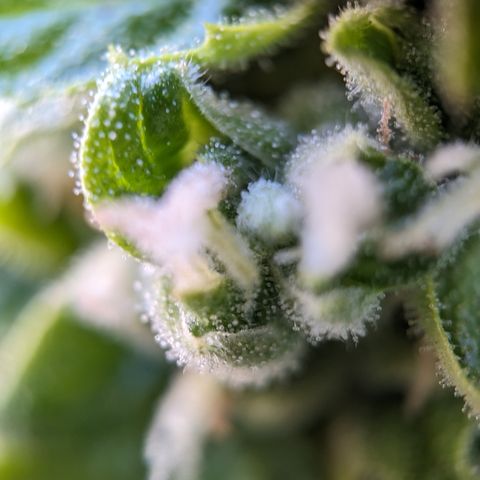 Super Skunk Autoflower growlog timeline photo