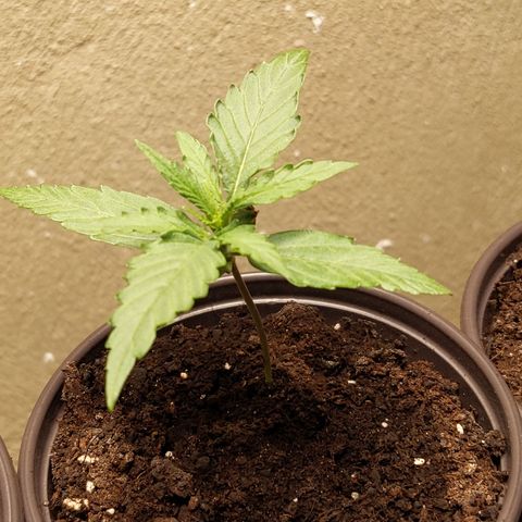 Orion F1 #2 growlog timeline photo