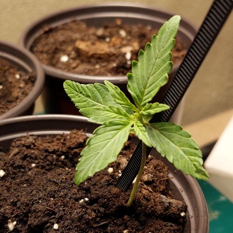Orion F1 #1 growlog timeline photo