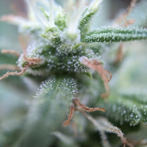 Pineapple Glue Auto growlog timeline photo