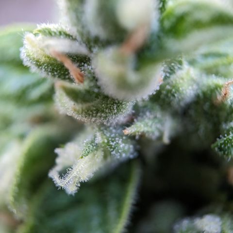 Super Skunk Autoflower growlog timeline photo