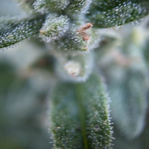 Bruce Banner XXL Auto growlog timeline photo