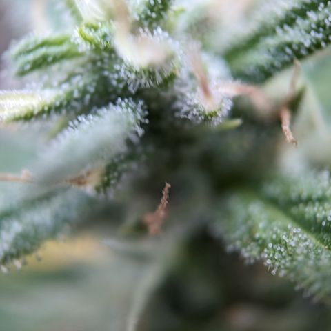 Pineapple Glue Auto growlog timeline photo