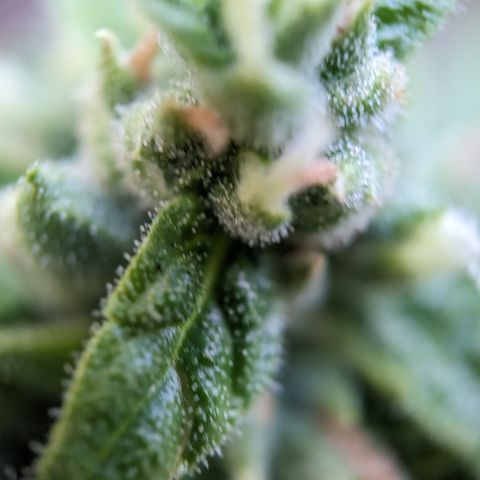 Super Skunk Autoflower growlog timeline photo