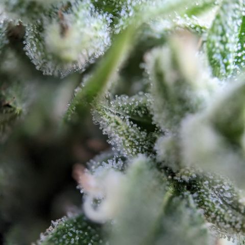 Bruce Banner XXL Auto growlog timeline photo