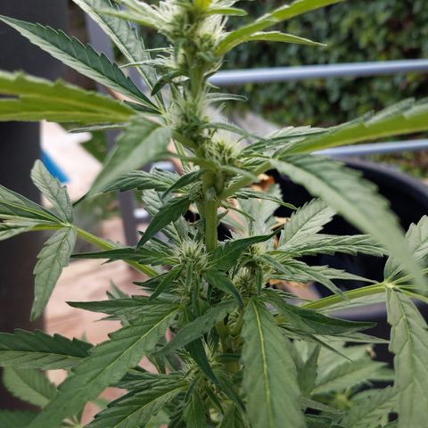 Jacques  growlog timeline photo