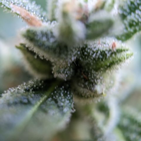 Bruce Banner XXL Auto growlog timeline photo