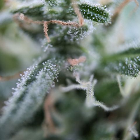 Pineapple Glue Auto growlog timeline photo