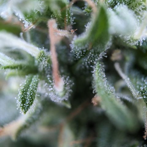 Pineapple Glue Auto growlog timeline photo