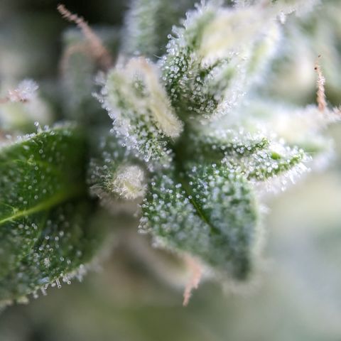 Bruce Banner XXL Auto growlog timeline photo