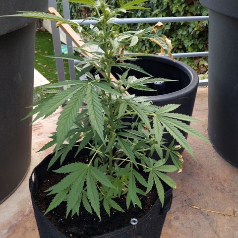 Jacques  growlog timeline photo