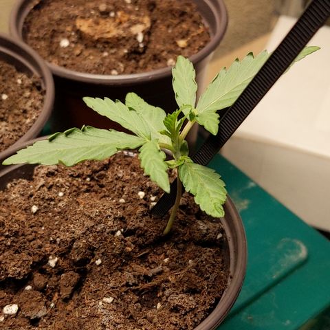 Orion F1 #1 growlog timeline photo
