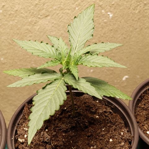 Orion F1 #2 growlog timeline photo