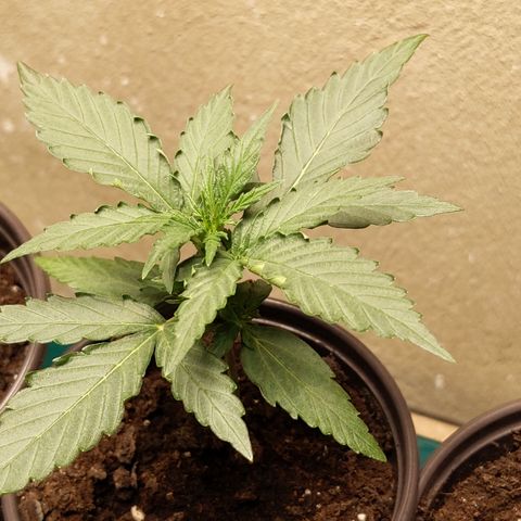 Orion F1 #2 growlog timeline photo