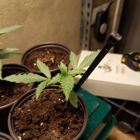 Orion F1 #1 growlog timeline photo