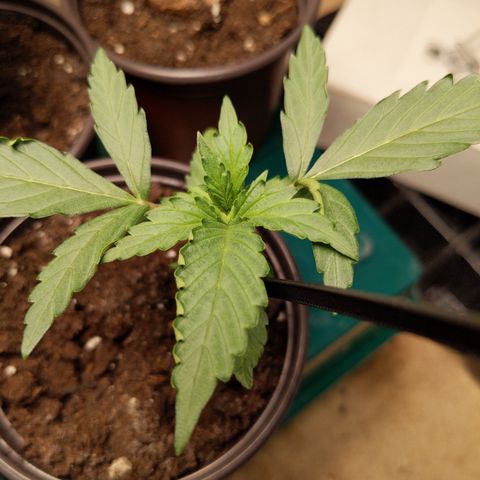 Orion F1 #1 growlog timeline photo