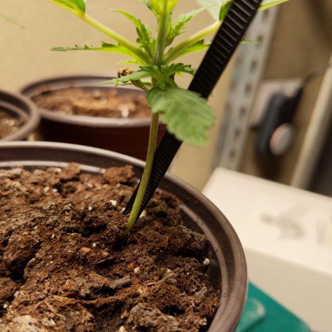 Orion F1 #1 growlog timeline photo