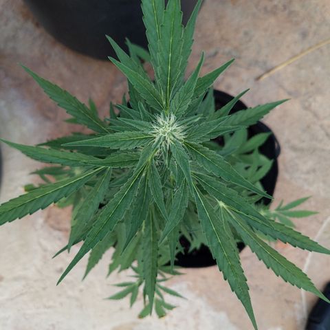 Jacques  growlog timeline photo