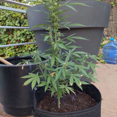 Jacques  growlog timeline photo
