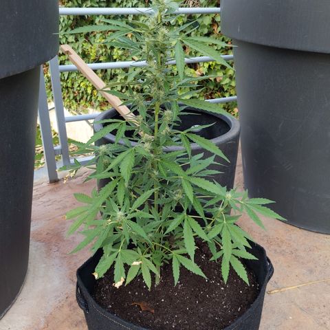 Jacques  growlog timeline photo