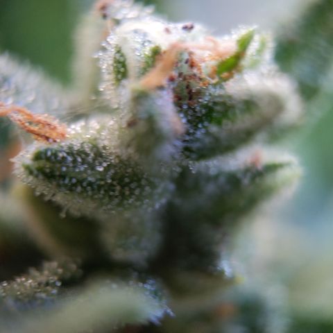 Bruce Banner XXL Auto growlog timeline photo
