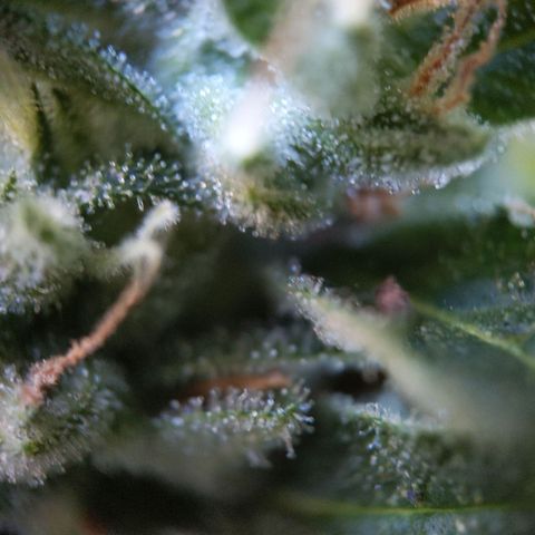 Bruce Banner XXL Auto growlog timeline photo