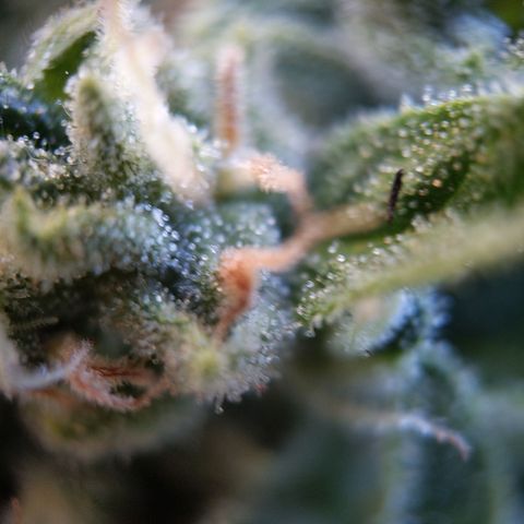 Bruce Banner XXL Auto growlog timeline photo