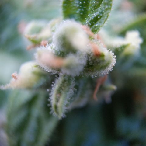 Super Skunk Autoflower growlog timeline photo