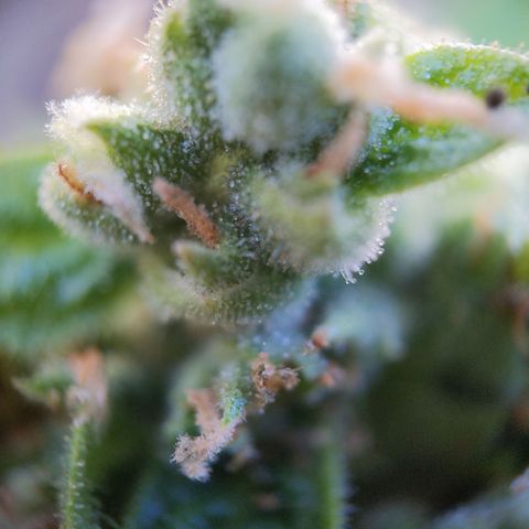 Super Skunk Autoflower growlog timeline photo