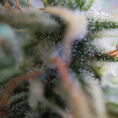 Pineapple Glue Auto growlog timeline photo