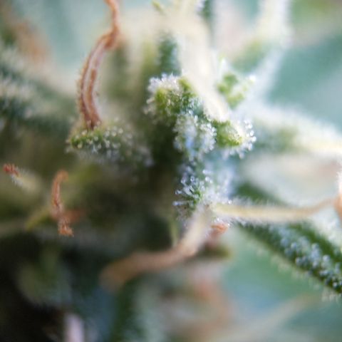 Pineapple Glue Auto growlog timeline photo