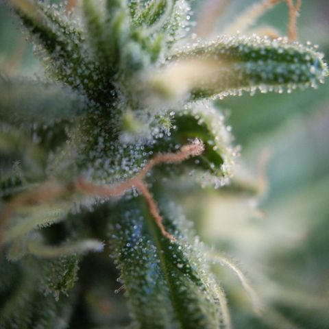 Pineapple Glue Auto growlog timeline photo