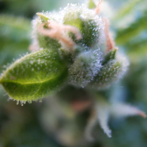 Super Skunk Autoflower growlog timeline photo