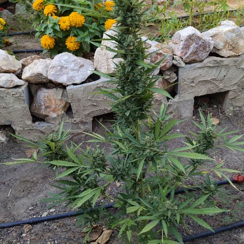 Bruce Banner XXL Auto growlog timeline photo