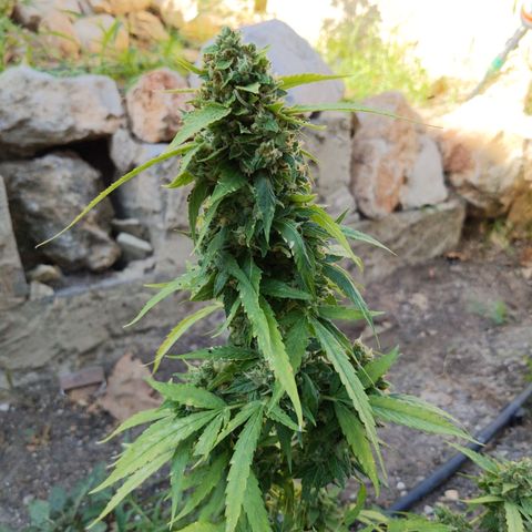 Super Skunk Autoflower growlog timeline photo