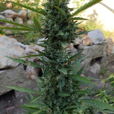 Bruce Banner XXL Auto growlog timeline photo