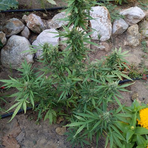 Pineapple Glue Auto growlog timeline photo