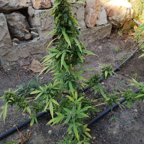 Super Skunk Autoflower growlog timeline photo