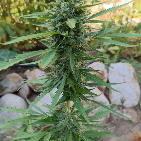 Pineapple Glue Auto growlog timeline photo