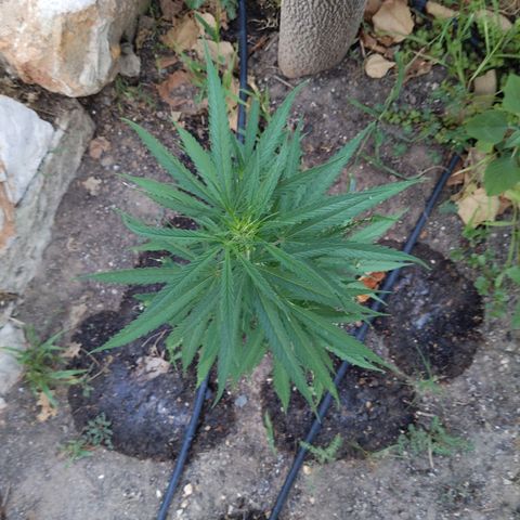 Ripper Haze growlog timeline photo