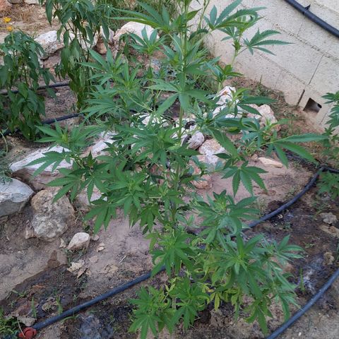 White Widow  growlog timeline photo