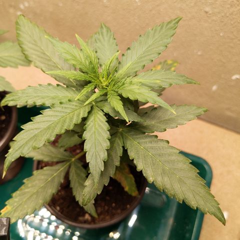 Orion F1 #2 growlog timeline photo