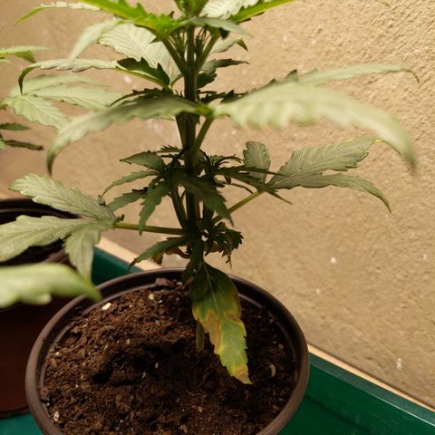 Orion F1 #2 growlog timeline photo