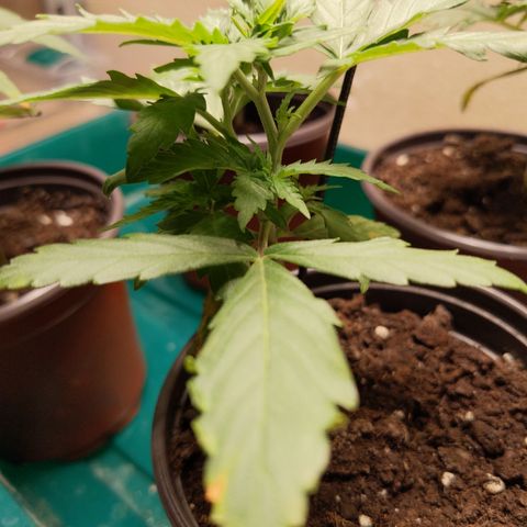 Orion F1 #1 growlog timeline photo